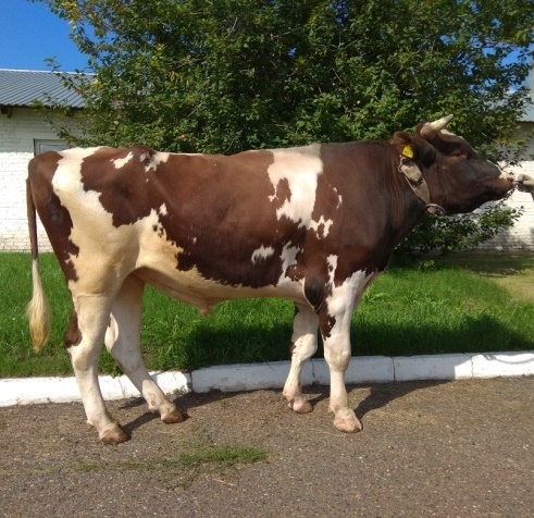 РУМБА 241809 ЕТ КСГФ-283